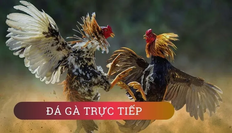 Hướng Dẫn Cách Chơi Đá Gà WS168 Tại 12Bet Chuẩn Xác Cho Người Mới