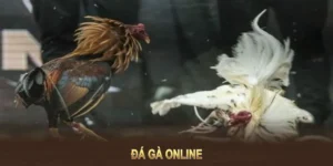 Hướng Dẫn Cách Chơi Đá Gà WS168 Tại 12Bet Chuẩn Xác Cho Người Mới