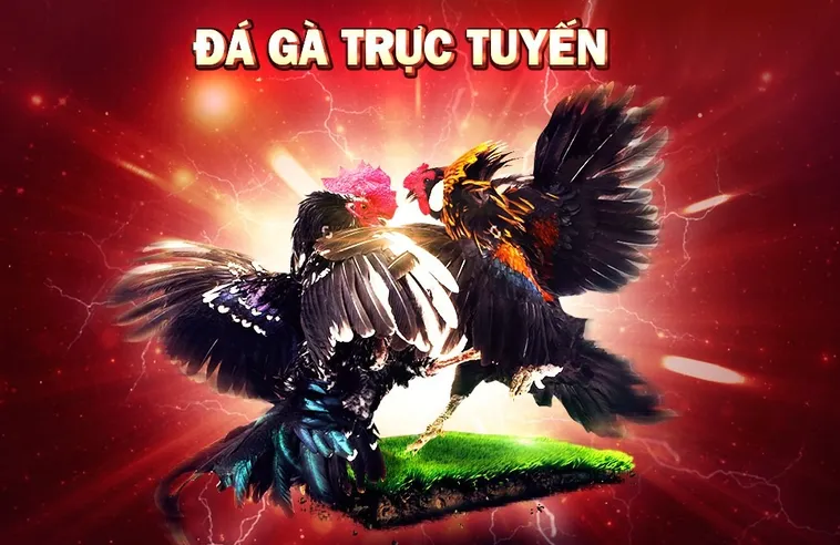 Hướng Dẫn Cách Chơi Đá Gà 3D Tại 12Bet Hiệu Quả Nhất Cho Người Mới